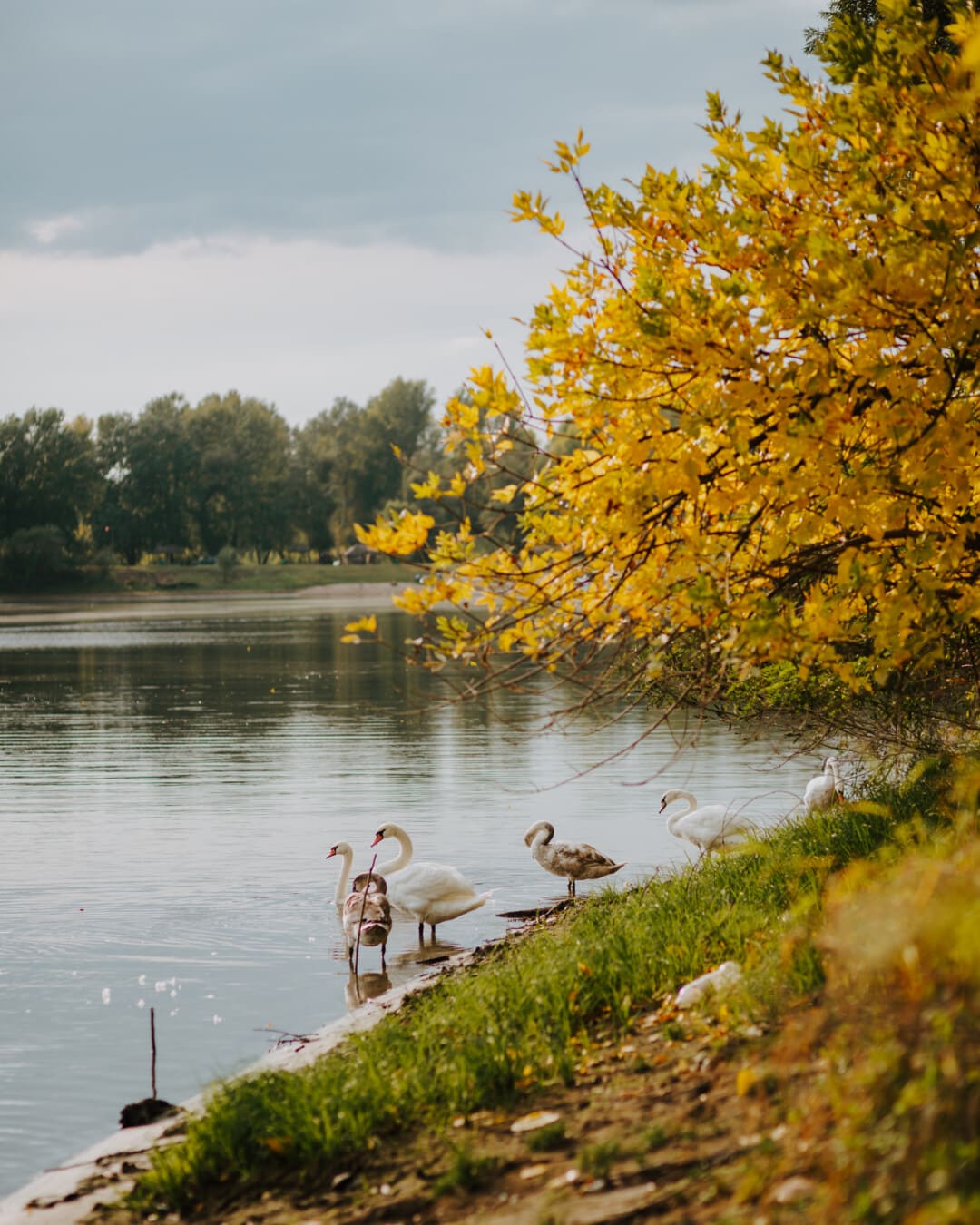 rebaño, aves, cisne, familia de aves, orilla del río, agua, Costa, paisaje, Río, junto al lago