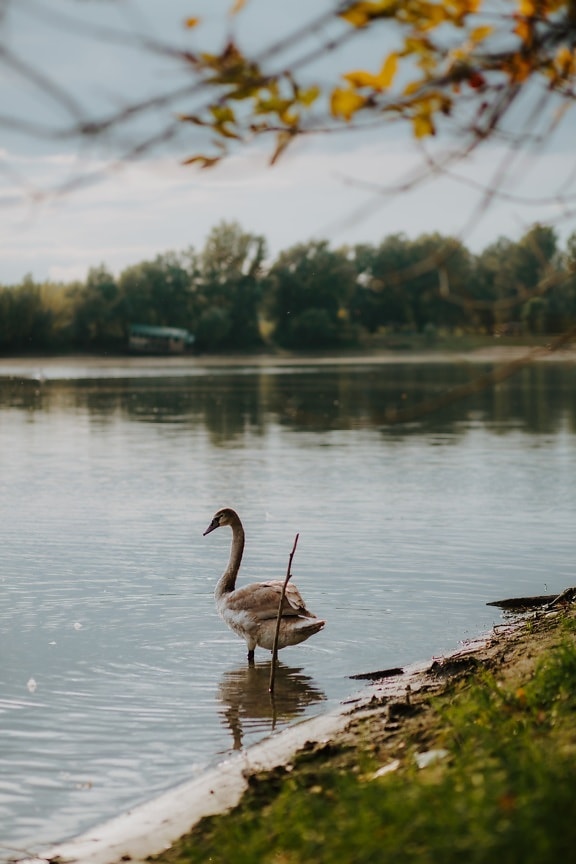 bird, offspring, young, swan, standing, animal, riverbank, lake, wading bird, wildlife