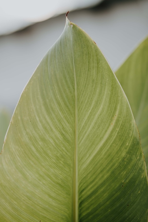 green leaves, leaf, greenish yellow, close-up, herb, plant, flora, bright, tropical, outdoors