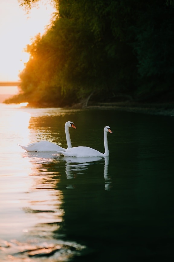 wading bird, aquatic bird, bird, swan, water, lake, nature, reflection, dawn, sunset