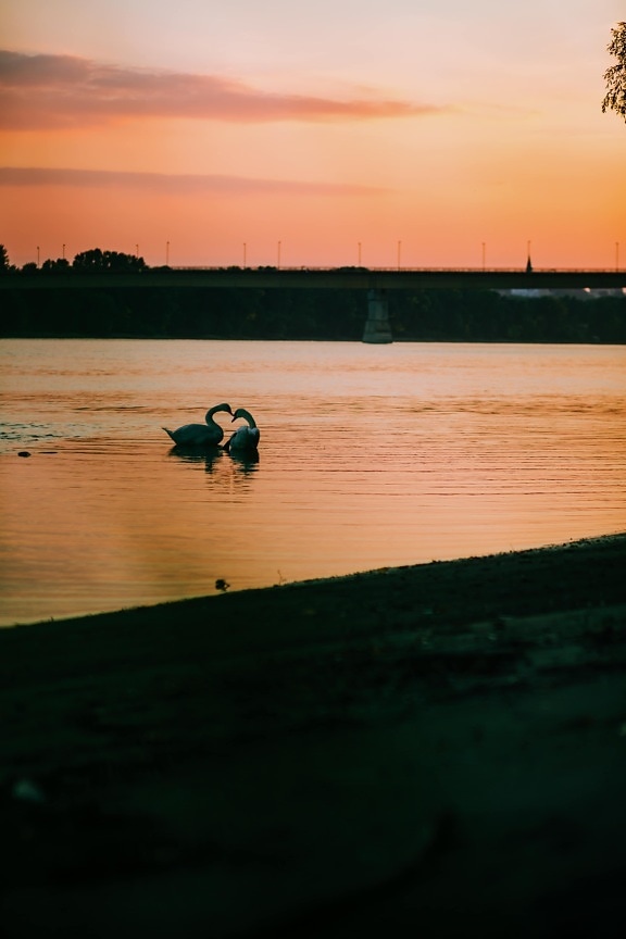 sunrise, silhouette, swan, backlight, birds, landscape, riverbank, dawn, water, lake