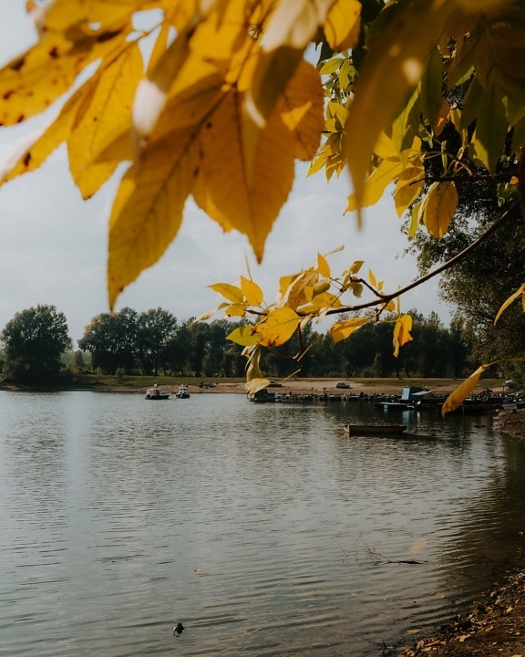harbour, boats, lakeside, autumn season, branches, october, yellow leaves, leaf, landscape, lake
