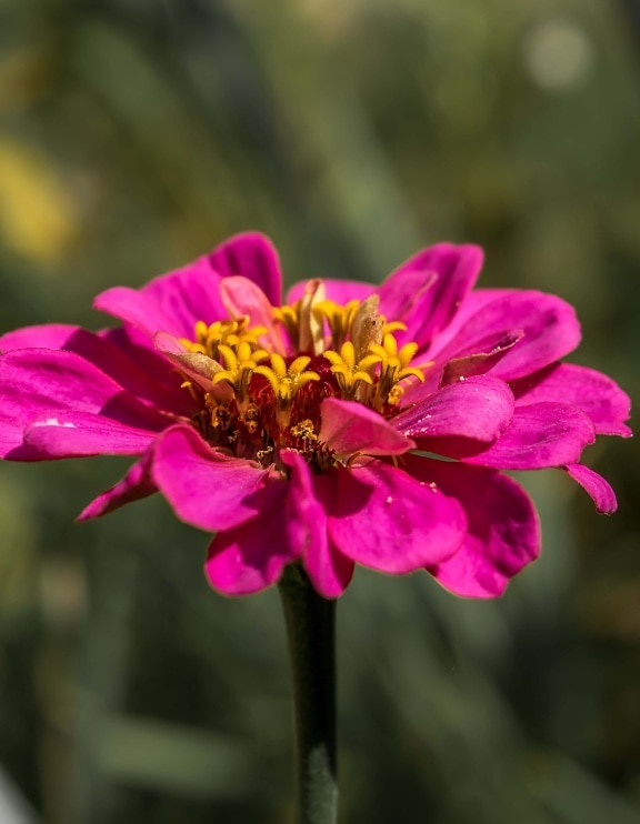 beautiful, pink, flower, close-up, pistil, nectar, pollen, nature, flora, garden