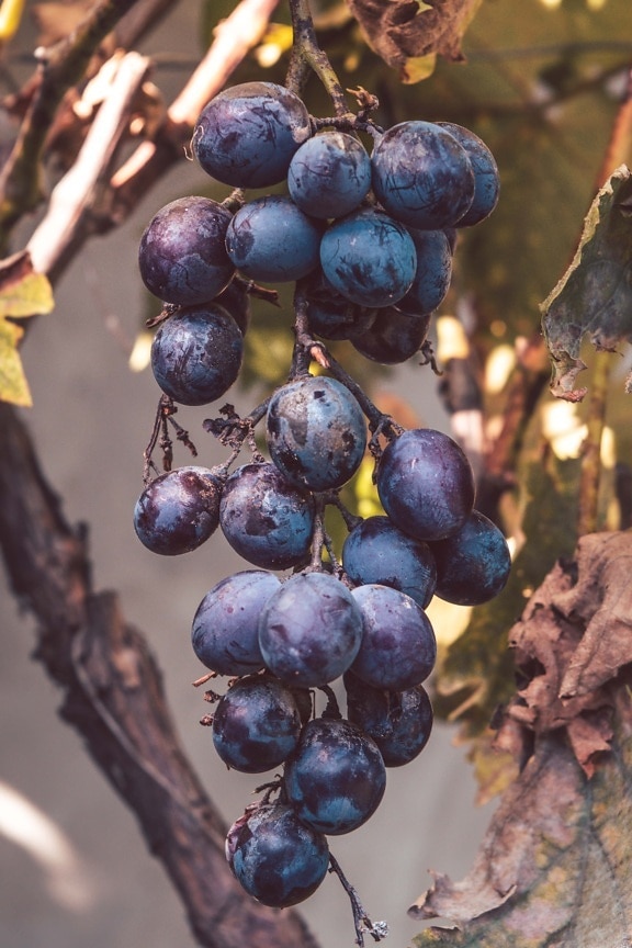 bleu foncé, les raisins, fruits, viticulture, Grapevine, fruits mûrs, Agriculture, raisin, nature, harvest