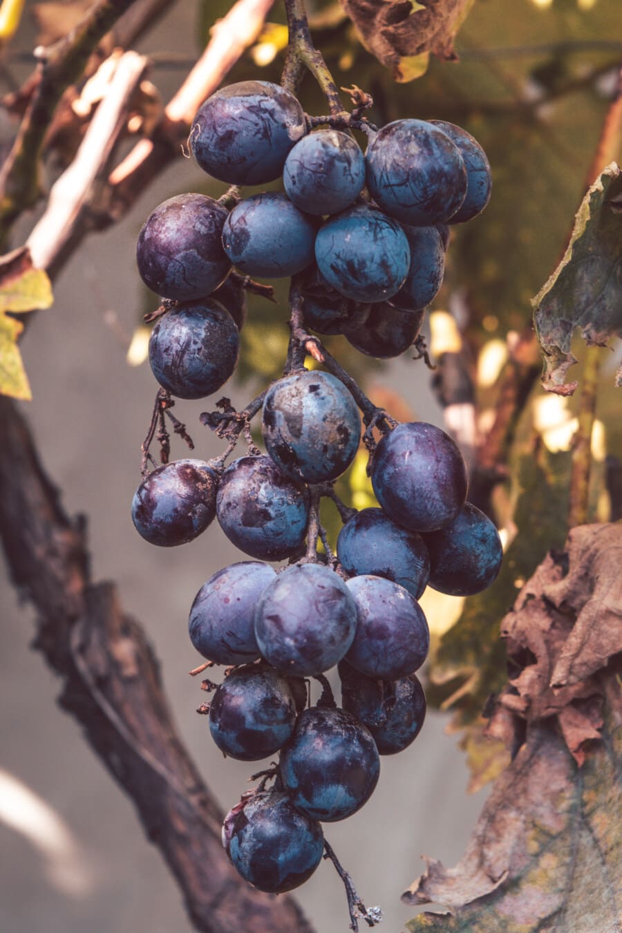 dark blue, grapes, fruit, viticulture, grapevine, ripe fruit, agriculture, grape, nature, harvest