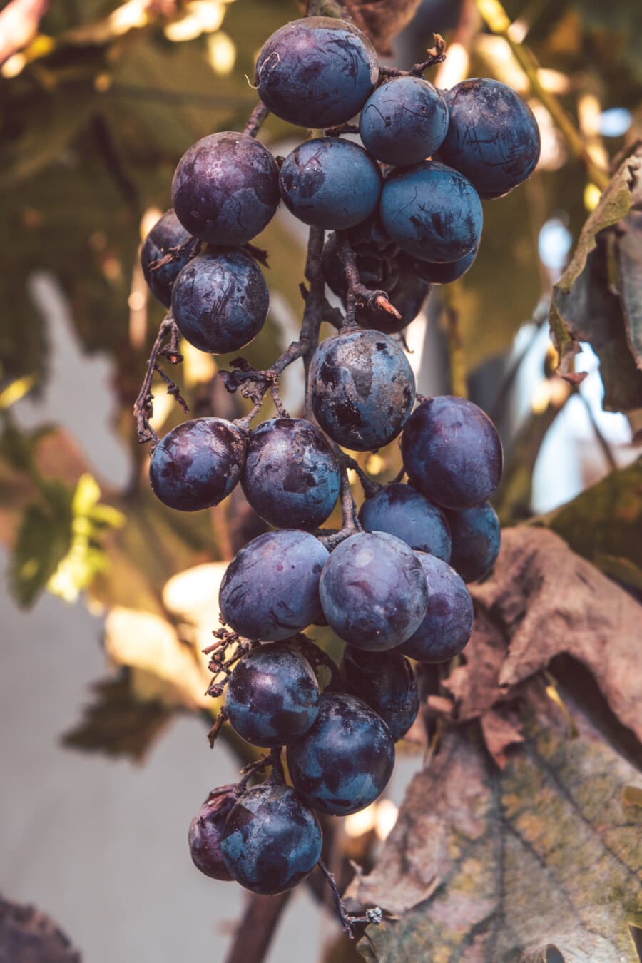Traube, Trauben, Weinrebe, Bio, sehr lecker, Landwirtschaft, dunkelblau, Obstbaum, Weinbau, Reife Früchte