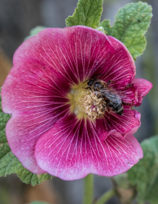 pollen, bie, insekt, pollinerende, nært hold, rosa, blomst, natur, blomstre, hage