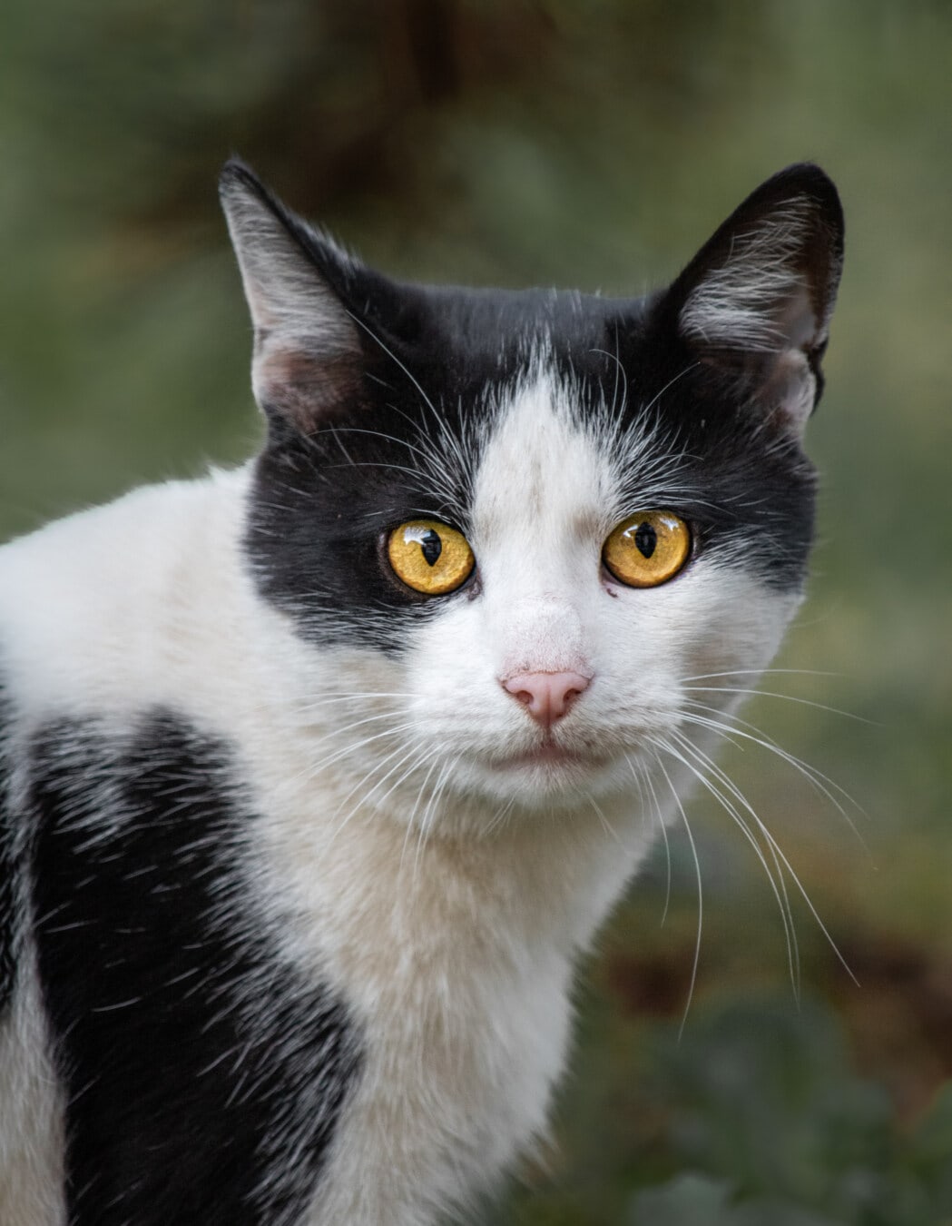 черный и белый, домашняя кошка, глаза, оранжевый желтый, портрет, руководитель, кошачьи, кошка, мех, котенок
