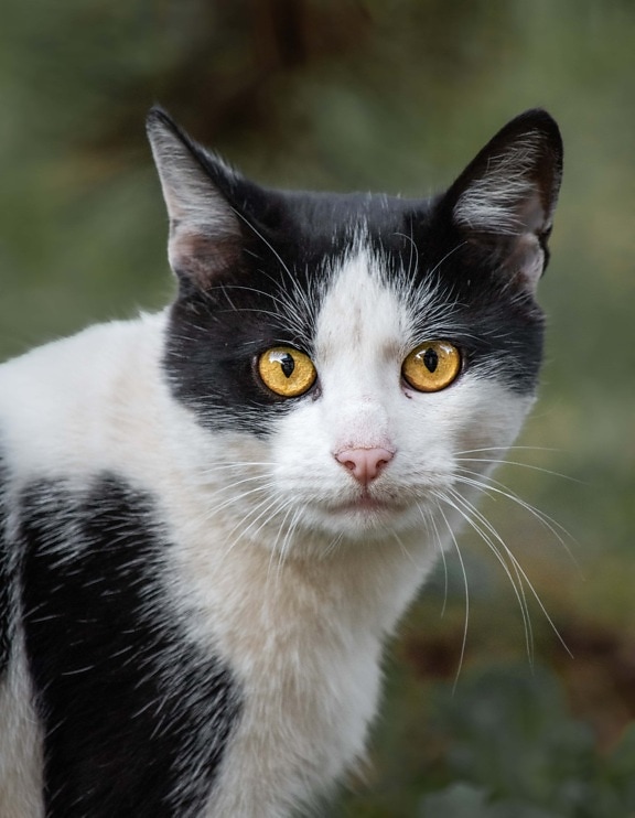 black and white, domestic cat, eyes, orange yellow, portrait, head, feline, cat, fur, kitten