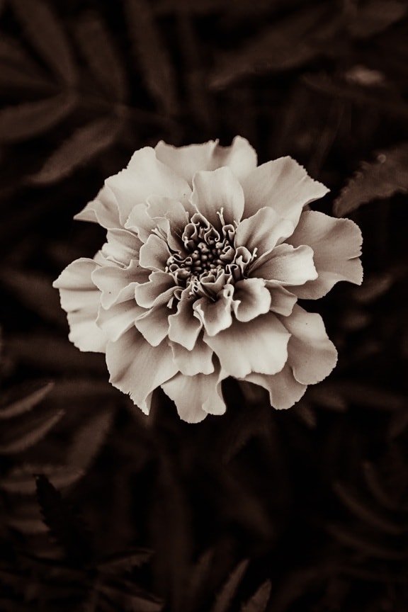 Monochrom, weiße Blume, Sepia, aus nächster Nähe, Natur, Blume, Blüte, Blütenblatt, Blatt, Flora