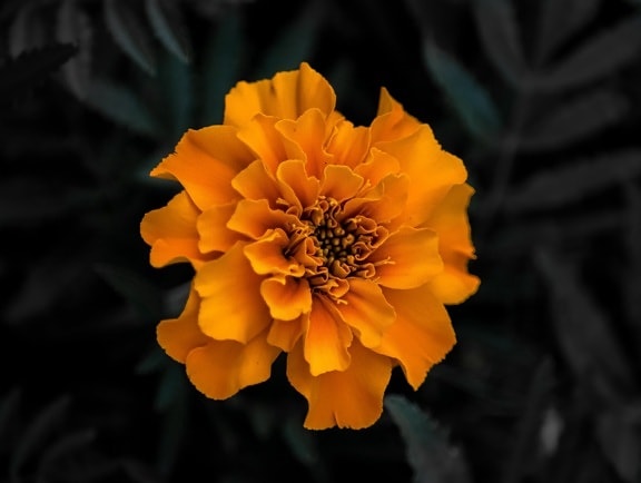 Tagetes helianthodae, オレンジ黄色, 美しい花, 花びら, 自然, ハーブ, ブルーム, 花, 工場, 花