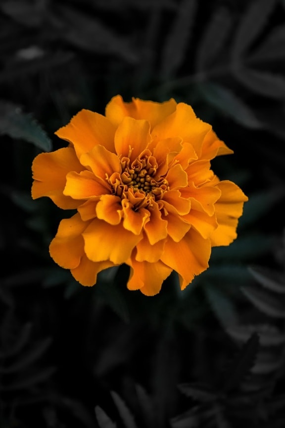 flor, amarillo anaranjado, pétalos de, vibrante, flora, hierba, flor, naturaleza, floración, planta