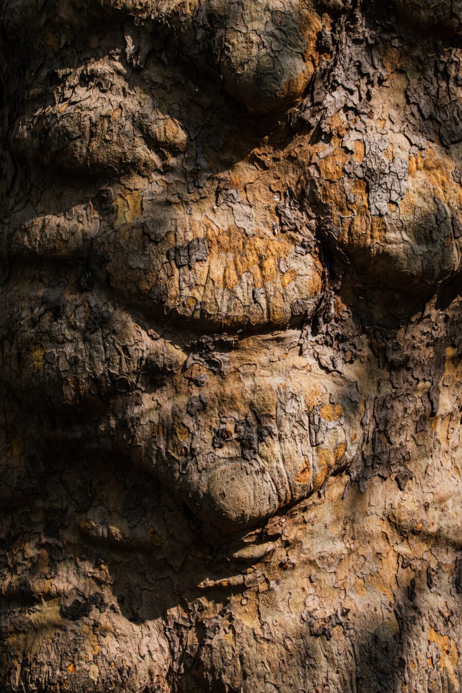 detaliu, scoarţă de copac, textura, cortexul, copac, până aproape, umbra, natura, stare brută, murdare