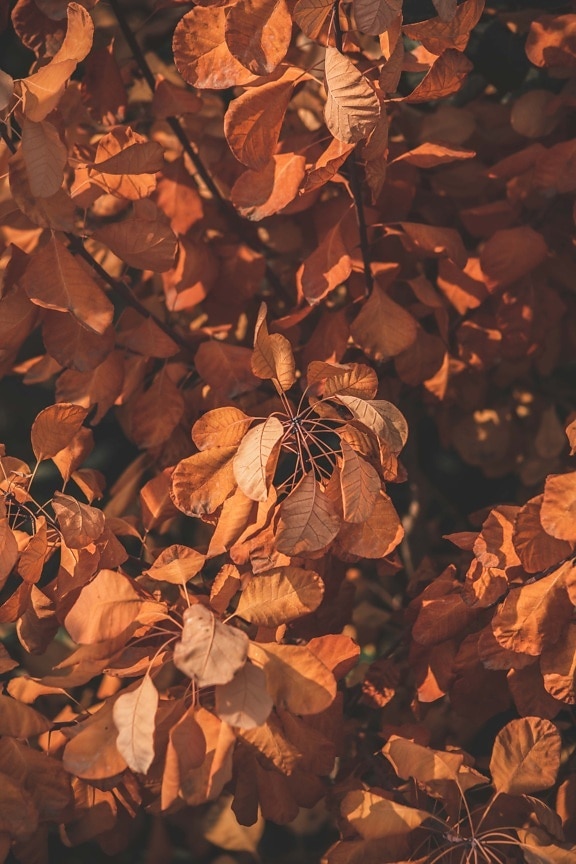 сухі, осінній сезон, осінь, оранжево-жовтий, лист, чагарник, чагарники, жовтувато-коричневі, гілочка, природа
