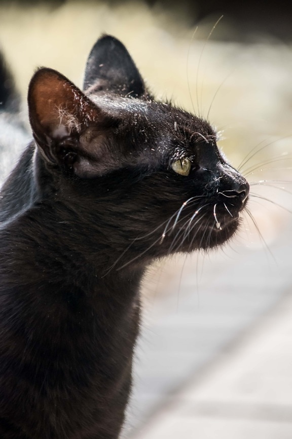 svart, innenlands cat, stående, siden, øye, grønn-gul, kattunge, pels, katten, kjæledyr