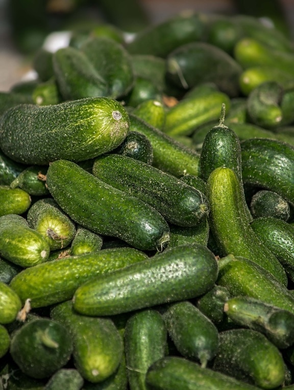 fresh, cucumber, organic, dark green, vegetable, antioxidant, vitamin C, food, produce, healthy