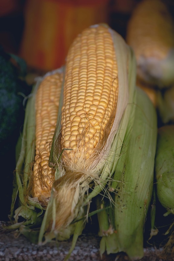 núcleo, maíz, orgánica, mazorca de maíz, alimentos, agricultura, cereales, nutrición, agricultura, salud