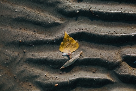 sand, wetland, wet, leaf, yellowish brown, nature, outdoors, texture, mud, landscape