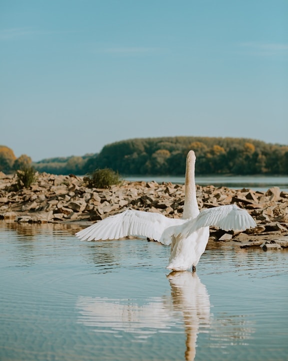 swan, white, stretching, wings, wading bird, aquatic bird, water, nature, bird, summer