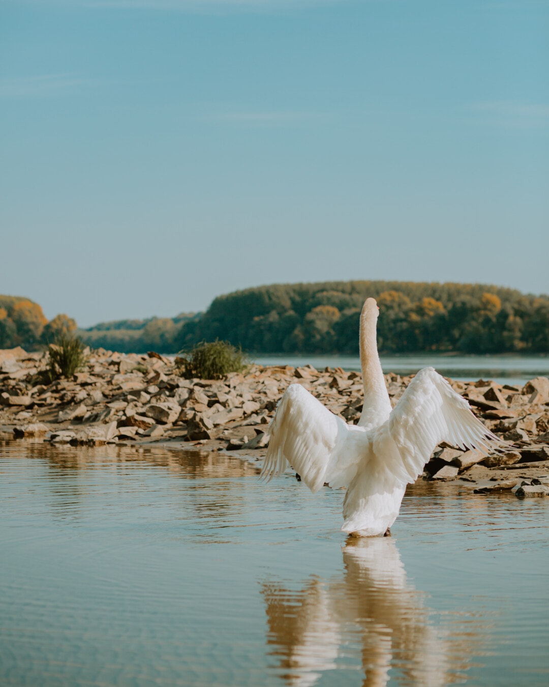 cisne, que se extiende, alas, orilla del río, cauce del río, pájaro, agua, naturaleza, Lago, reflexión