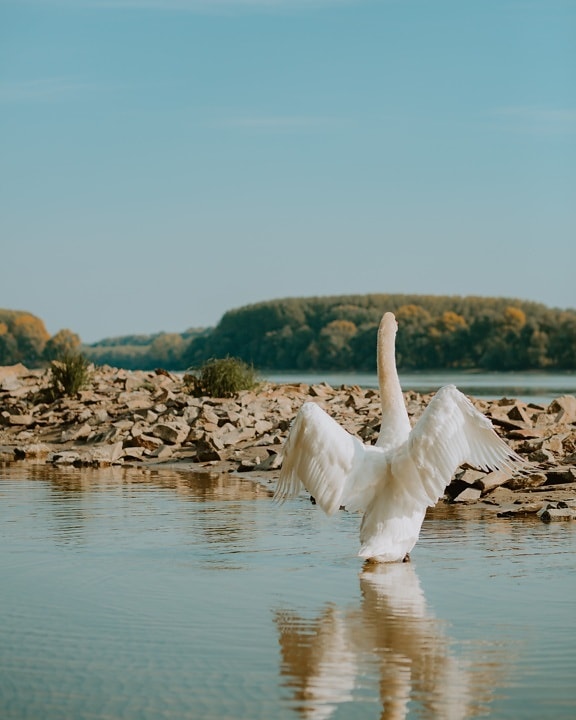 swan, stretching, wings, riverbank, riverbed, bird, water, nature, lake, reflection