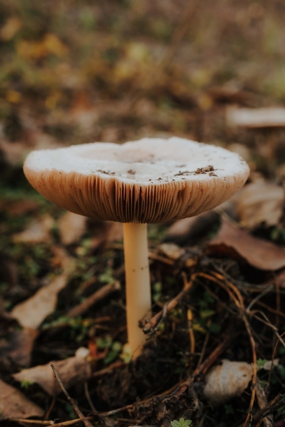 mushroom, fungus, moss, leaf, outdoors, spore, grass, ground, poison, forest