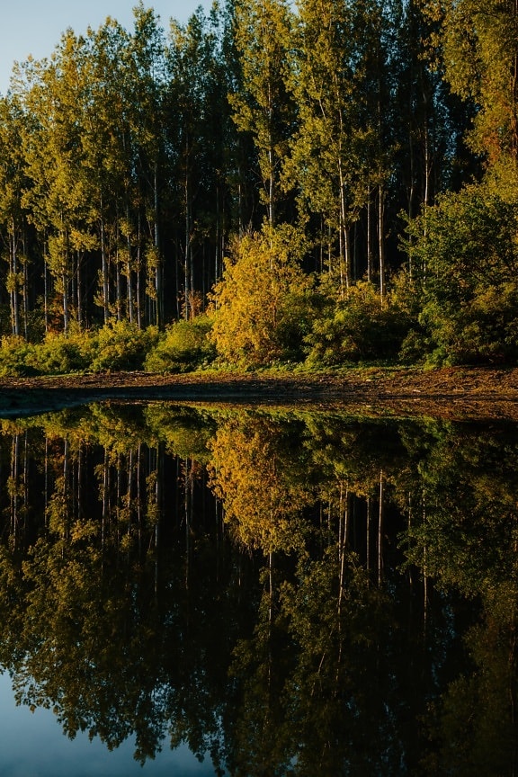 søen, fredsommelig, refleksion, vandstand, efterårssæsonen, skov, blad, træer, landskab, efterår
