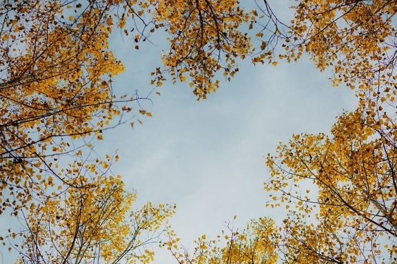 Top, træer, blå himmel, gule blade, efterårssæsonen, træ, blad, natur, efterår, lyse