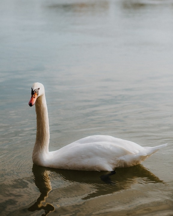 swan, young, white, bright, feather, side view, beak, water, bird, aquatic bird