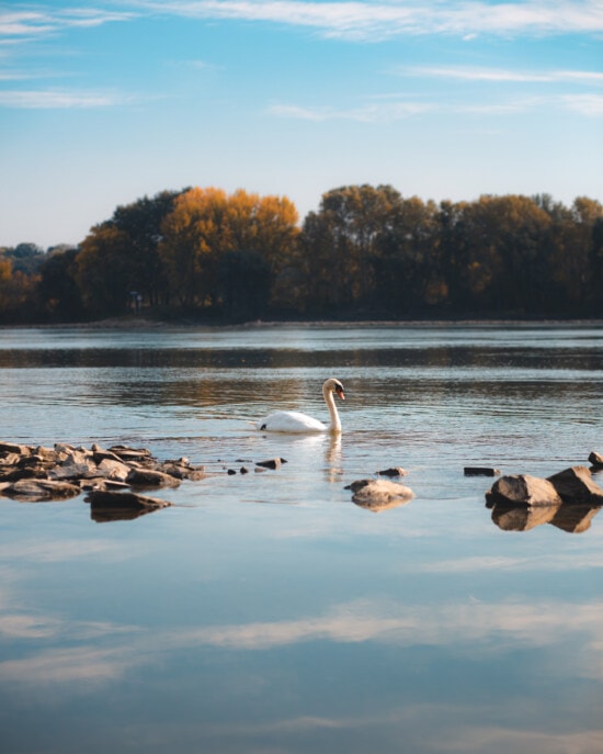majestátne, vták, labuť, Dunaj, breh rieky, rieka, reflexie, Vodné vták, príroda, jazero