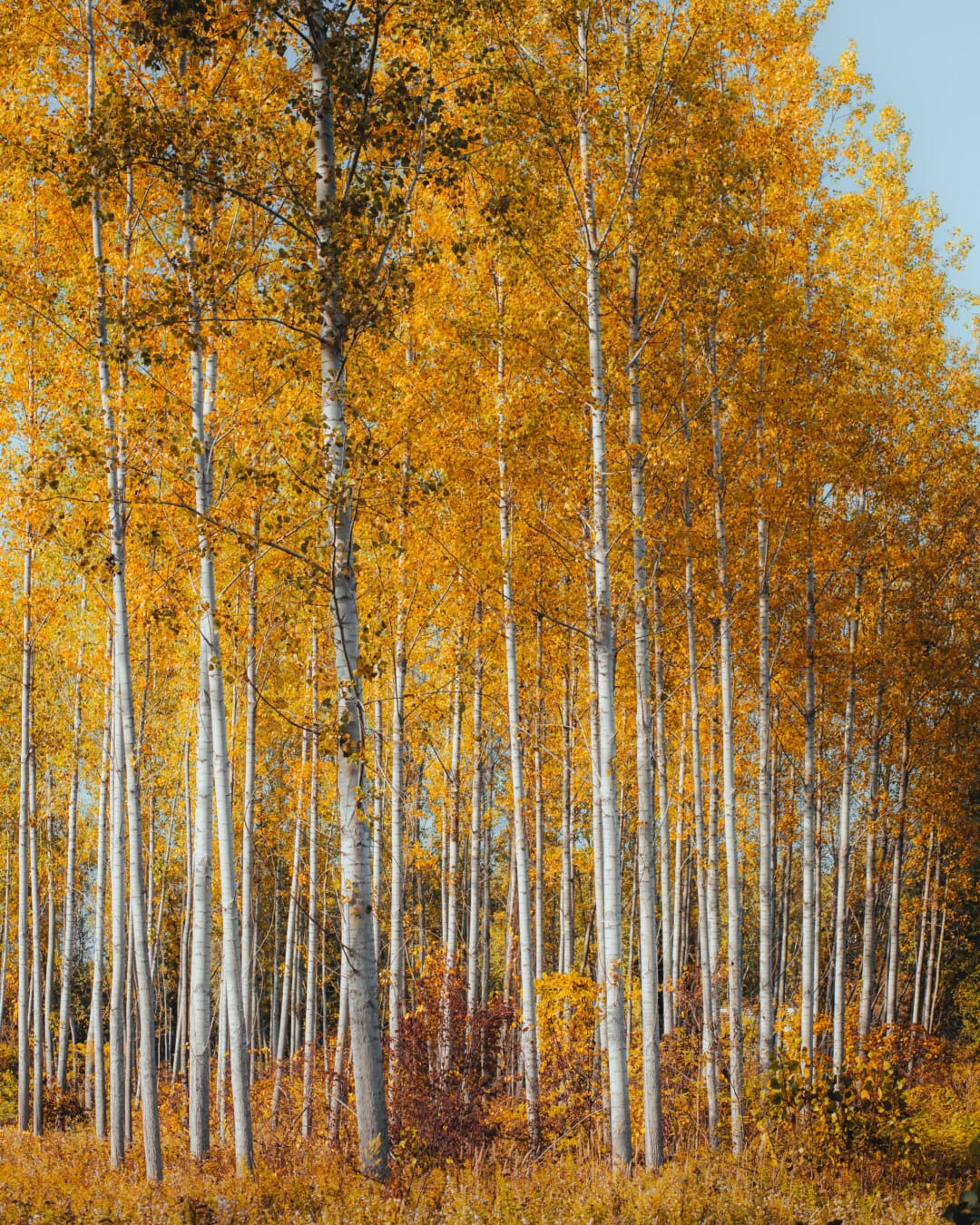 nyár, erdő, sárga levelek, sárgás-barna, őszi szezon, október, ősz, levél, természet, fa