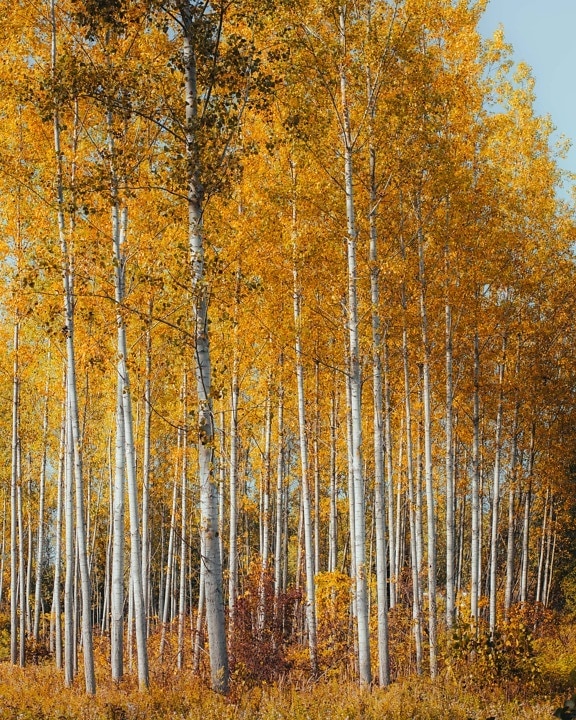 poppel, skogen, gula blad, gulbruna, höstsäsongen, oktober, hösten, blad, naturen, trä