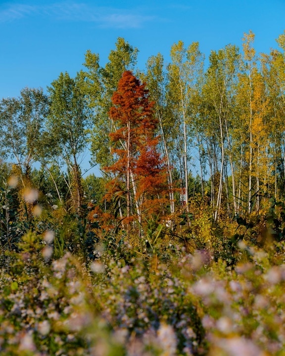 червеникаво, есенния сезон, клонове, дърво, дървета, пейзаж, гора, дървен материал, листа, природата