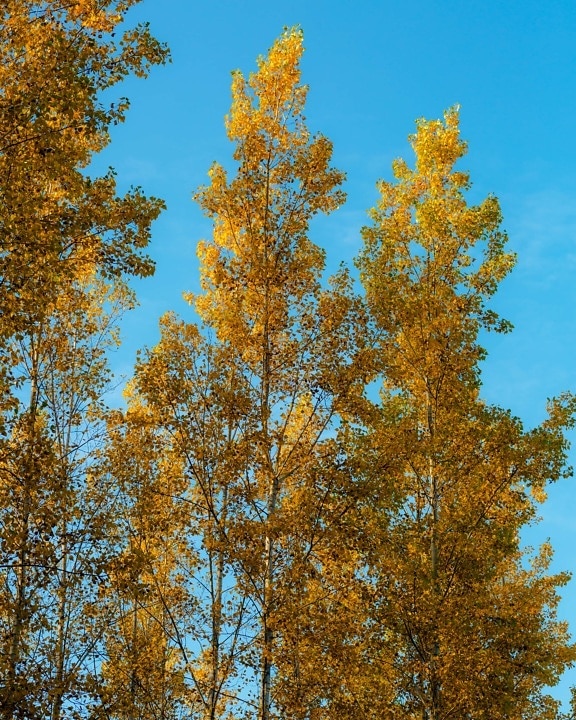 gule blader, skog, gulaktig brun, gulaktig, trær, poppel, utendørs, treet, været, blad