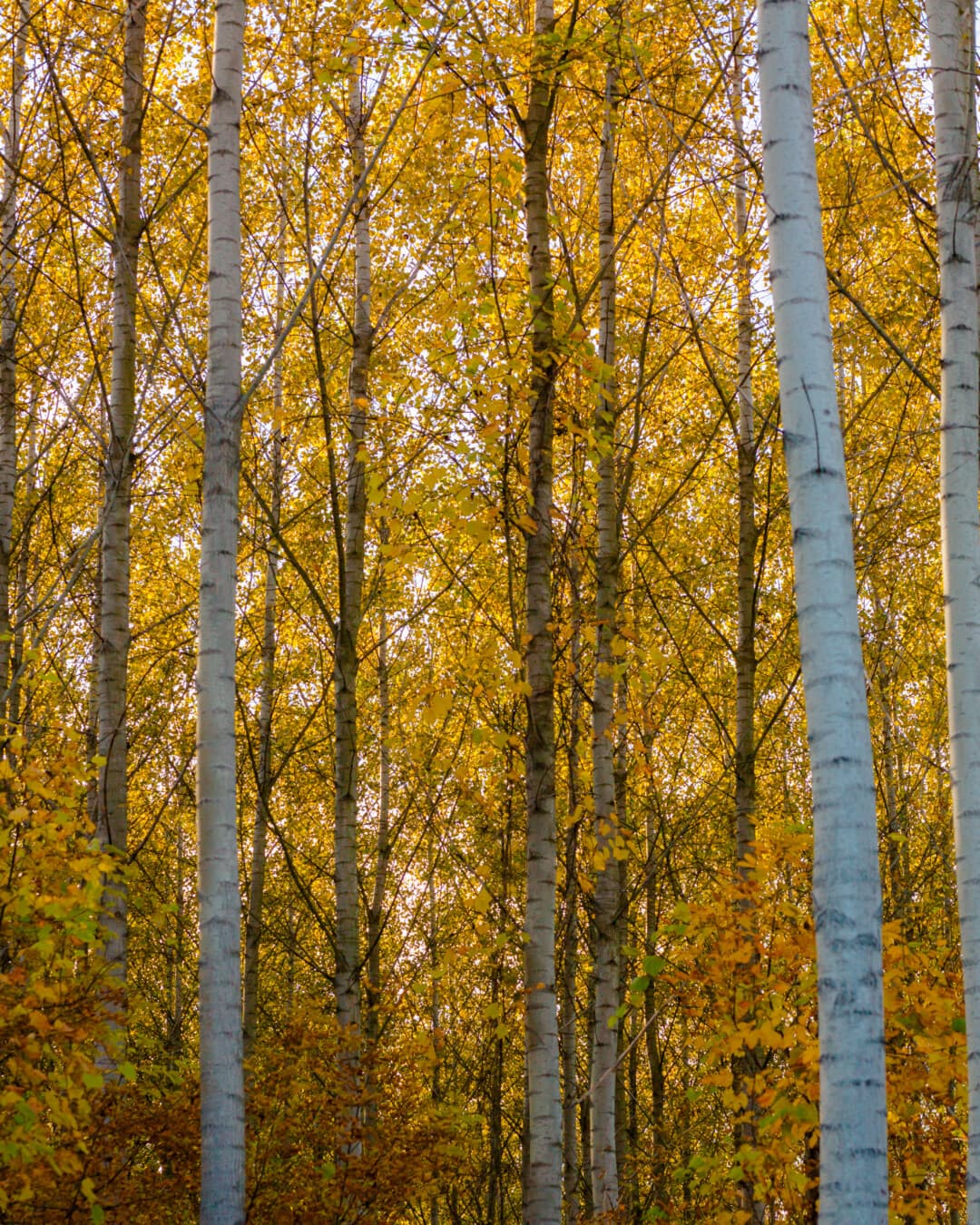 秋のシーズン, フォレスト, ポプラ, 葉, ランドス ケープ, 木, ツリー, 秋, 木材, 自然