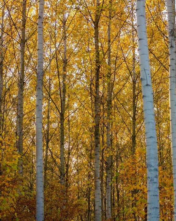 Φθινόπωρο σεζόν, δάσος, Λεύκες, φύλλο, τοπίο, δέντρα, δέντρο, φθινόπωρο, ξύλο, φύση