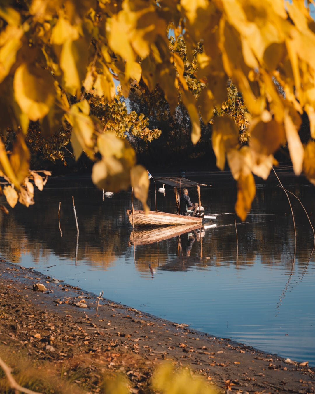 pesca, barco de pesca, pescador, estação Outono, folhas amarelas, Ramos, água, árvore, reflexão, paisagem