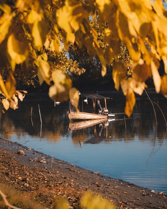 pêche, bateau de pêche, pêcheur, saison de l'automne, feuilles jaunes, branches, eau, arbre, réflexion, paysage