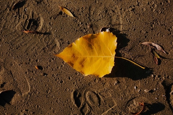 geelachtig bruin, gele bladeren, geel, herfst seizoen, voetafdrukken, nat, voetafdruk, zand, strand, natuur