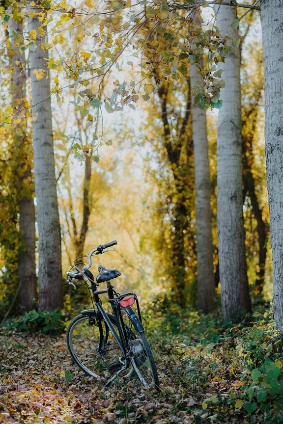 Topol, les, podzimní sezóna, jízdní kolo, klasické, starý styl, lesní stezka, krajina, stromy, příroda
