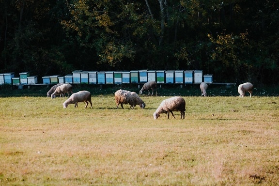 pâturage, moutons, animaux, Herder, domaine, rural, Agriculture, herbe, bétail, animal