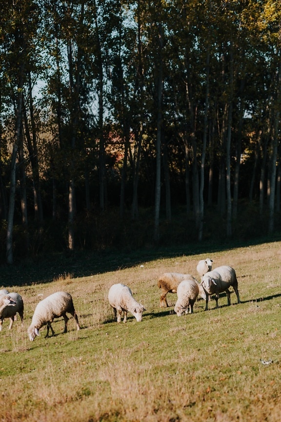 pecore, agnello, animali, bestiame, al pascolo, prato, pendio, azienda agricola, erba, tempo libero