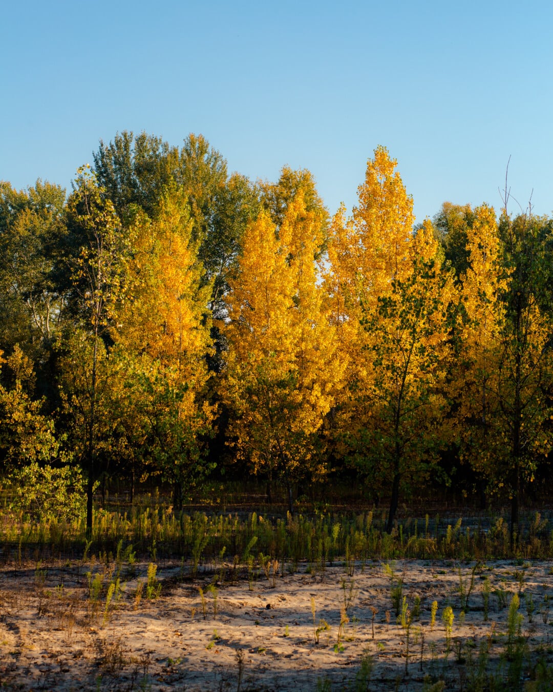 フォレスト, 秋のシーズン, 黄色がかった茶色, 木, ポプラ, アウトドア, ランドス ケープ, 自然, 黄色, ツリー