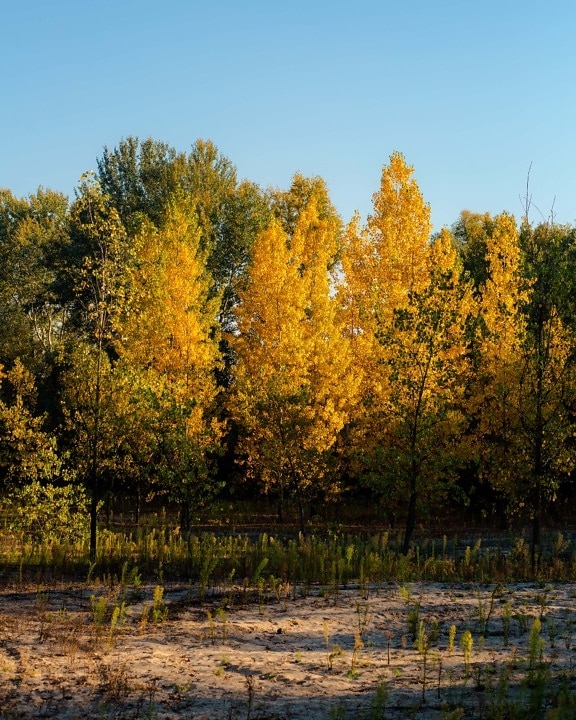 forest, autumn season, yellowish brown, trees, poplar, outdoors, landscape, nature, yellow, tree
