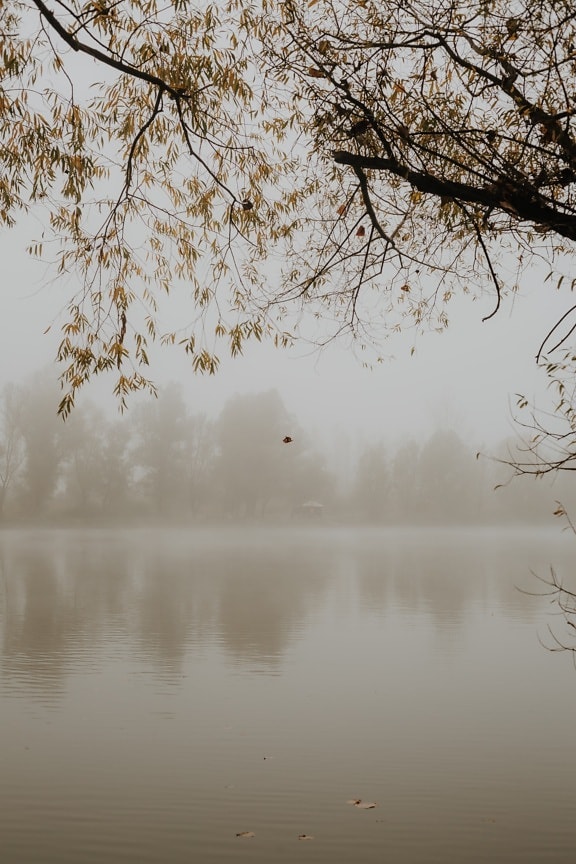 foggy, mist, lakeside, lake, autumn season, tree, fog, forest, nature, water
