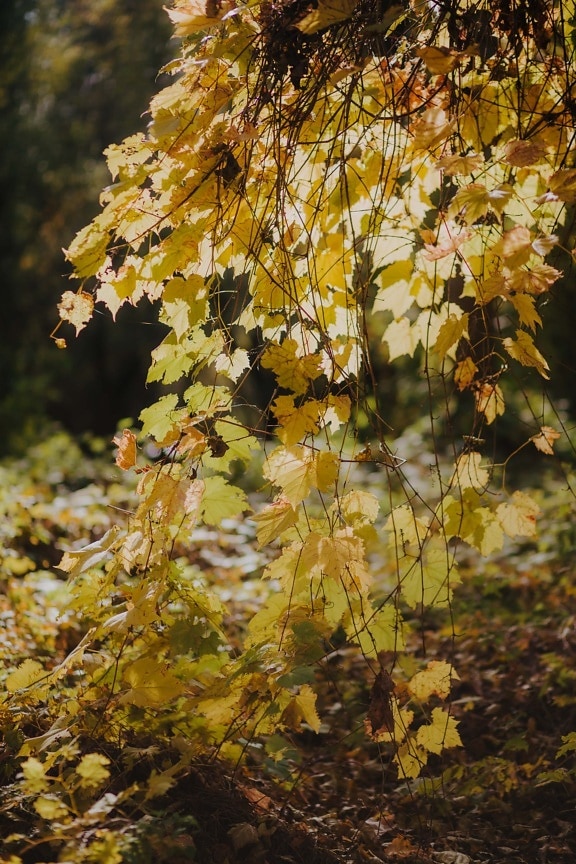 podzim, pobočky, větvička, dřevo, listy, závod, sezóny, keř, žlutá, příroda