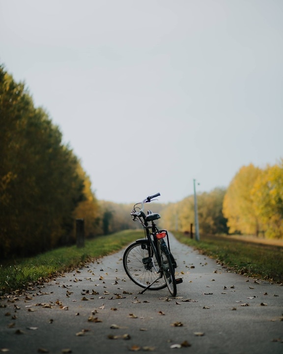estação Outono, estrada, viagens, encosta, bicicleta, andar de bicicleta, roda, natureza, ao ar livre, paisagem