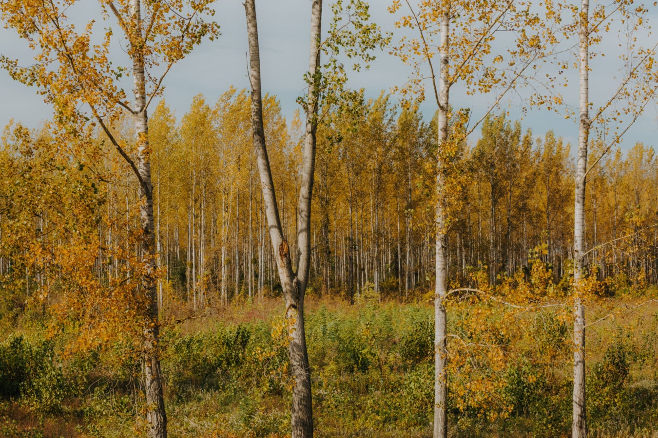 sunčano, jesen, narančasto žuta, boje, topola, šuma, stabla, priroda, list, drvo
