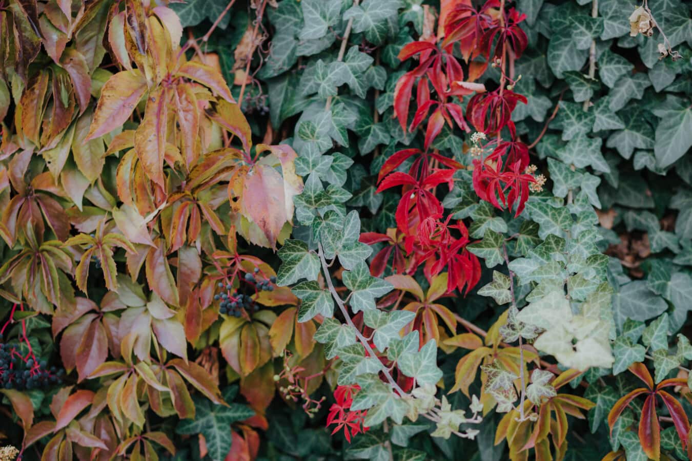 daun, Ivy, musim gugur, semak, cabang, ranting, warna-warni, tanaman, semak, flora