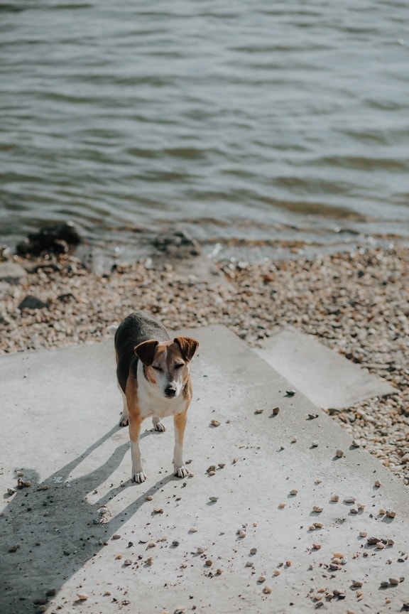 câine, câine de vânătoare, tricolor, beagle, malul râului, canin, animal de casă, câine, plajă, apa